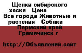 Щенки сибирского хаски › Цена ­ 12 000 - Все города Животные и растения » Собаки   . Пермский край,Гремячинск г.